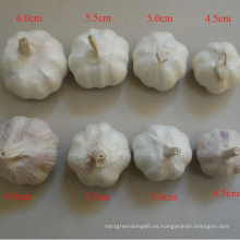 Suppy todas especificación Normal blanco ajo fresco de China